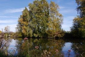 tree with green leaves on the pond