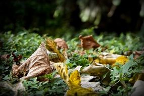 autumn leaves on green grass close up