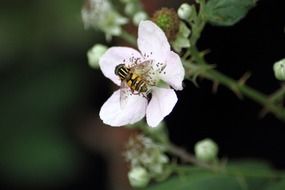 closeup photo of black and yellow fly on white flower