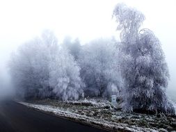 frost in the winter forest along the road