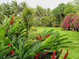 scenic landscape with beautiful plants, china, guan, botanical garden
