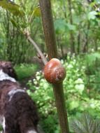 perfect shell snail