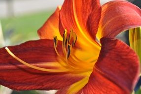 lilly orange flower closeup