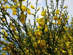 Yellow gorse bush