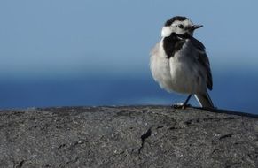 Wild bird on the stone