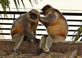 langur monkeys in India