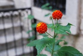 gorgeous nature plant