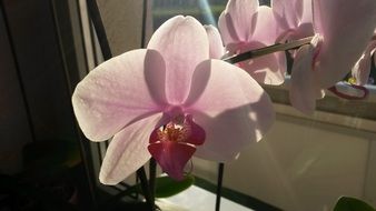 pink orchid flower on the windowsill