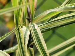 bamboo grass in water drops close up