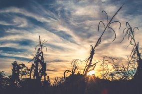silhouette plants sunset and golden sky