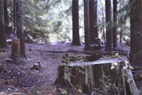 stumps in the woods between the trees