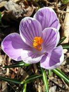 flower purple in the sun close up