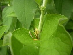 terrific grasshopper