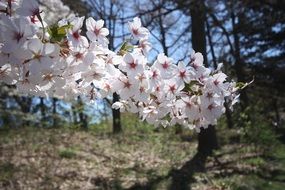 flowering branch of cherry tree close up on a blurred background