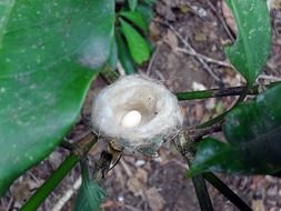 egg in bird’s nest on plant