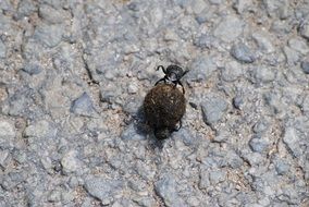 Beetle on a stone walkway