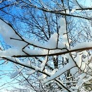 terrific frozen tree