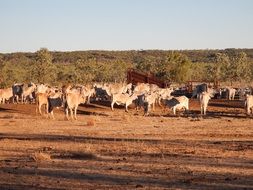 herd of cattle in the countryside