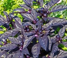Capsicum Anuum plant with the violet flowers
