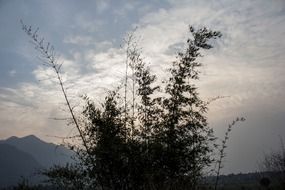 bamboo bush against a dark sky