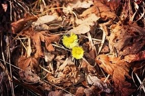 Yellow flower in dead leaves early spring
