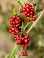 bright and beautiful berry