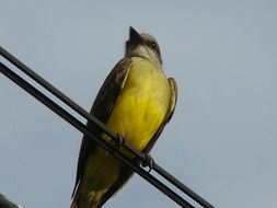 tropical bird on the wires