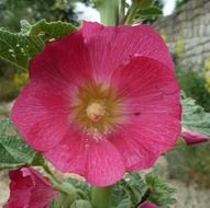Pink flower in a spring garden on a blurred background
