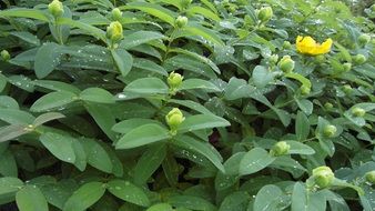 St. John's wort with green buds and flower