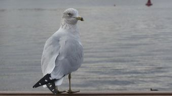 seagull bird at the water