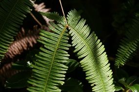 Picture of dicranopteris linearis plants