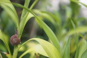 closeup of a snail on the green plant