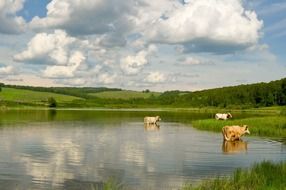 rural landscape with cows in lake