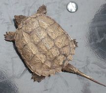 baby turtle in the wild