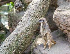 meerkat in the open air near the rock