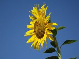 bright yellow sunflower against the sky