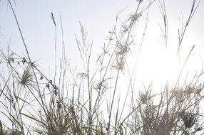 sun rays behind the grass