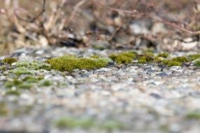 moss in nature in springtime