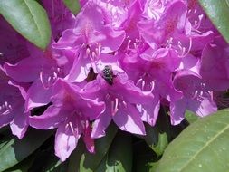 Fly on the rhododendrons