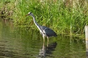 Beautiful and colorful heron in the water near the shore with green grass in Holland