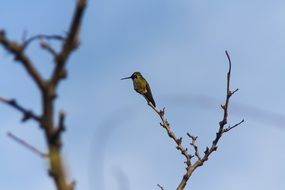 hummingbird bird on a branch