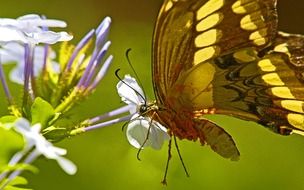 extraordinarily beautiful butterfly brazil