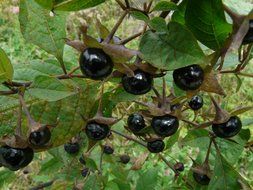 belladonna or mad berry