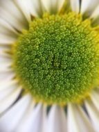 middle of daisy close up