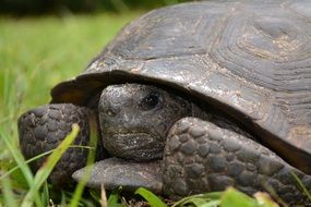 turtle in green grass portrait