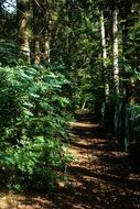 forest fence