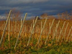 supporting pillars in the vineyards