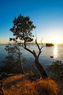 tree on the coast in the sunset