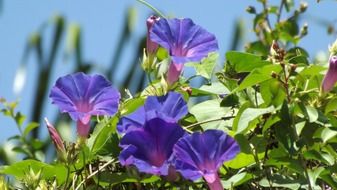 blue purple flowers in spring