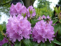 lilac rhododendron blossoms